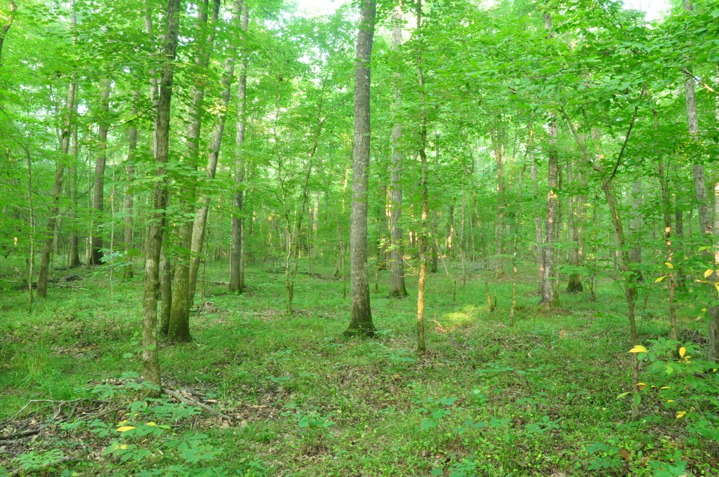 Tar River Floodplain Forest Purchased by Land Conservancy Tar River