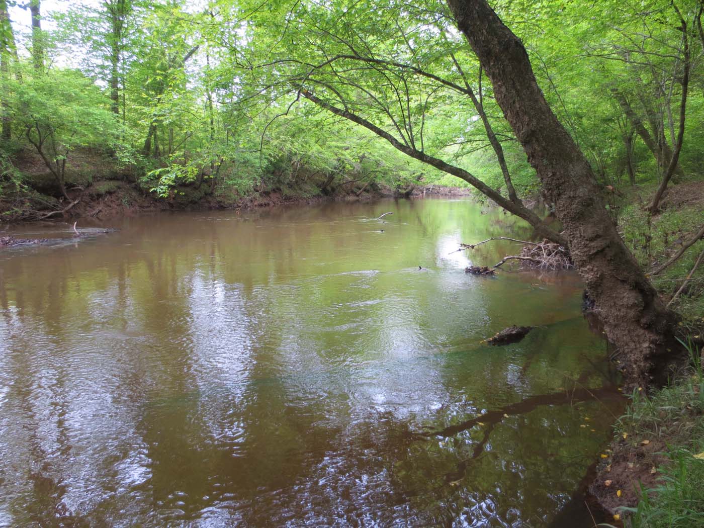 50 Acres Preserved on Fishing Creek Tar River Land Conservancy