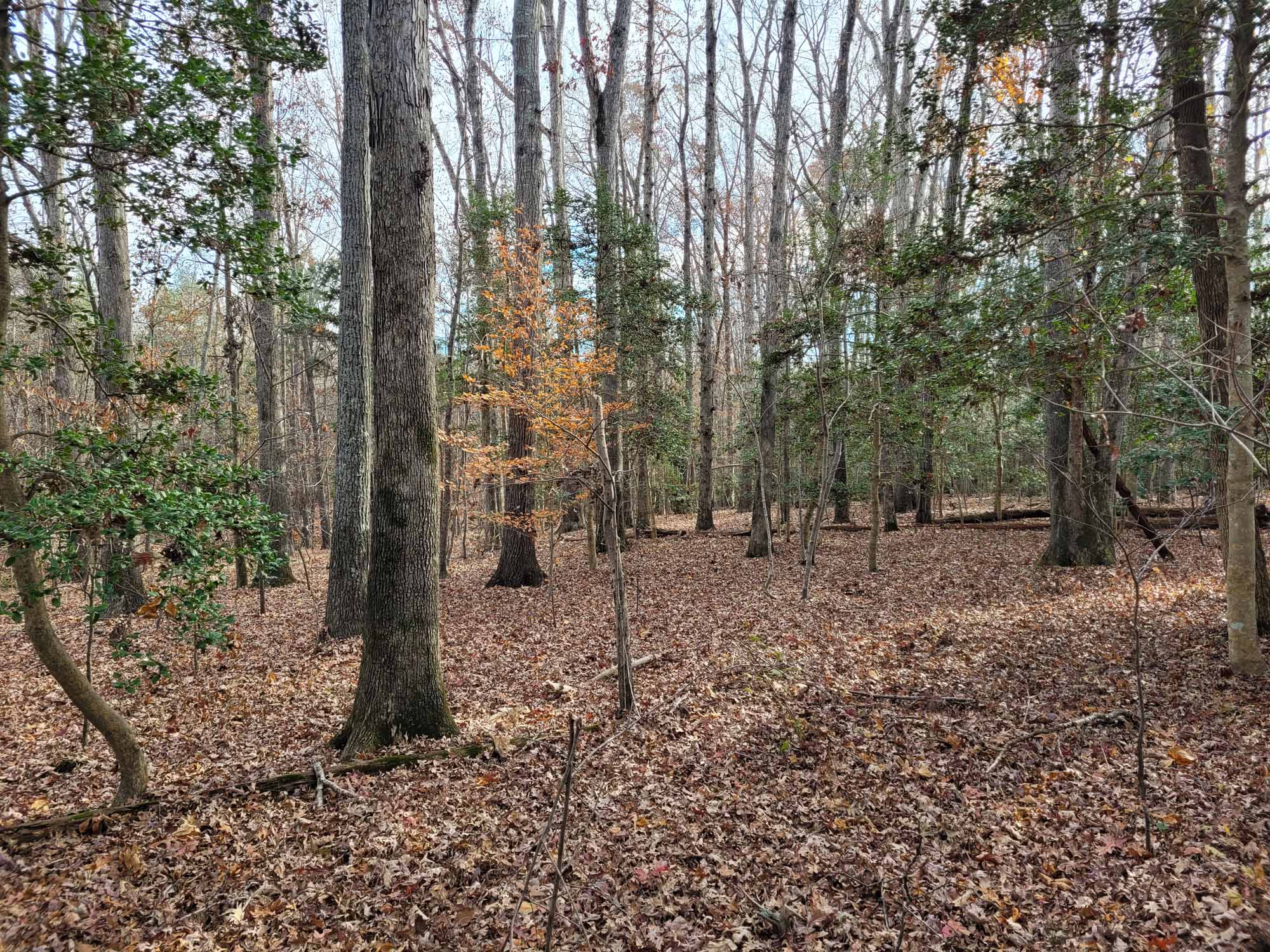 Chambers Farm Protected with Conservation Easement in Person County
